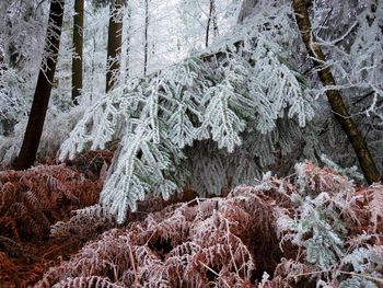 Close-up of snow on tree