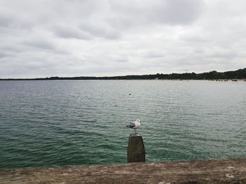 Seagull on wooden post in sea against sky