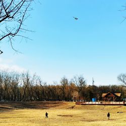 Birds flying over field against sky