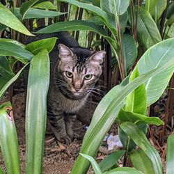 Portrait of a cat