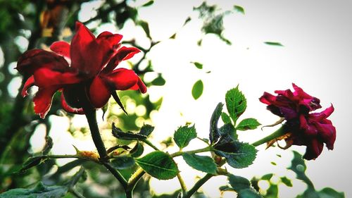 Close-up of red flowers blooming outdoors