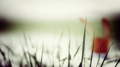 Close-up of plant against blurred background