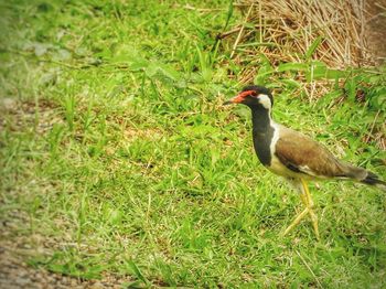 Bird perching on field