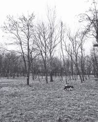 Bare trees on field against sky