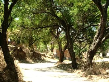 Trees on landscape