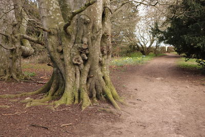 Trees in forest