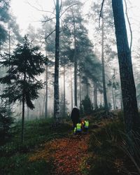 View of trees in forest