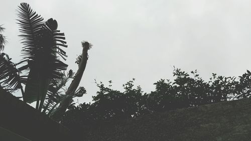 Low angle view of trees against sky