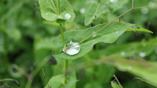 Close-up of raindrops on leaves