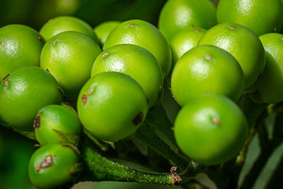 Close up bunch green takokak or finch eggplant , solanum torvum on the tree.