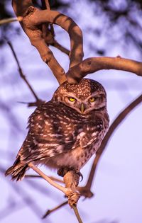 Low angle view of owl perching on branch
