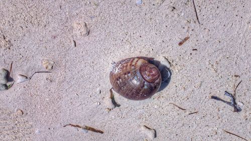 High angle view of seashell on sand