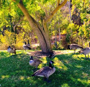 Trees in park