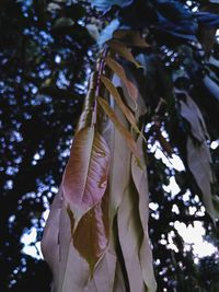 Low angle view of tree