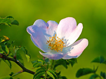 Close-up of flower against blurred background