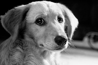 Close-up portrait of puppy