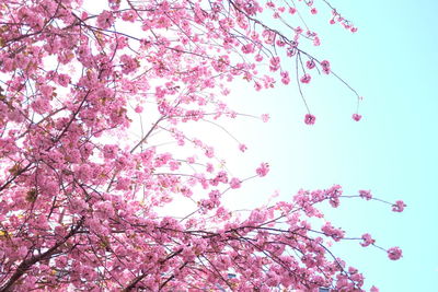 Low angle view of pink cherry blossom against sky