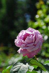 Close-up of pink rose blooming outdoors