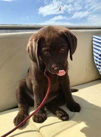 Portrait of puppy sitting outdoors