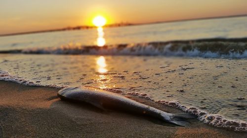 Surface level of beach against sky during sunset