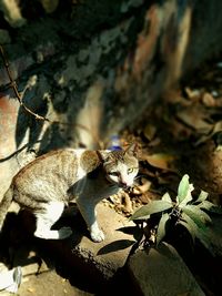 Kitten on leaves