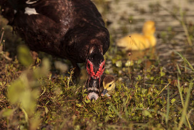 Close-up of a bird on field