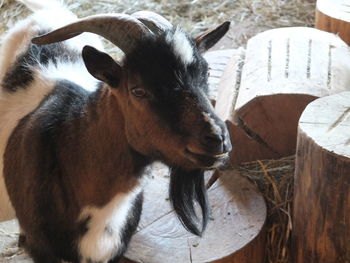 Close-up of goat standing by tree stumps
