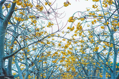 Low angle view of flowering plants against sky