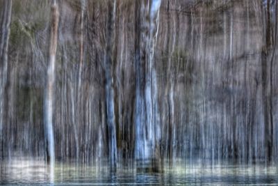 Reflection of trees in water