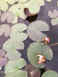 High angle view of lotus water lily in lake