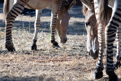 Low section of horse grazing on field