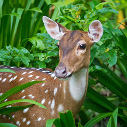 Close-up portrait of deer