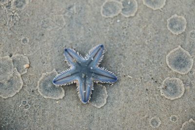 High angle view of seashell on beach