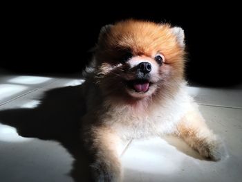 Close-up portrait of dog