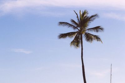 Low angle view of palm trees against sky