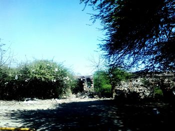 Scenic view of trees against clear blue sky