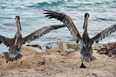 Birds flapping wings on shore at beach