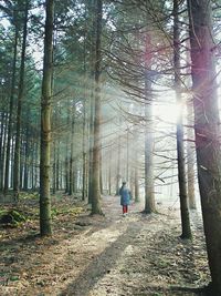 Silhouette of trees in forest