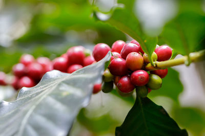 Close-up of cherries growing on plant