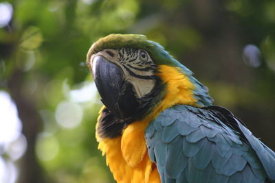 Close-up of parrot perching on branch