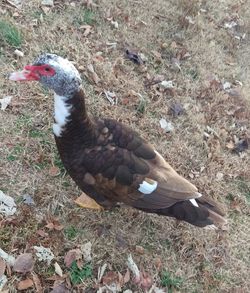 High angle view of bird on land