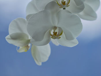Close-up of white flowering plant against blue background 