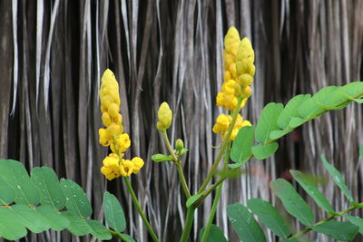 Close-up of yellow flowering plant leaves