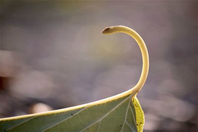 Close-up of fresh green plant