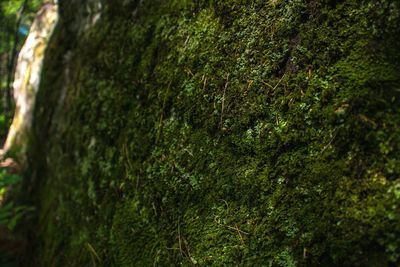 Close-up of moss growing on tree trunk