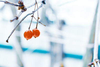 Some berries from our garden