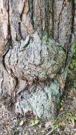 Full frame shot of tree trunk