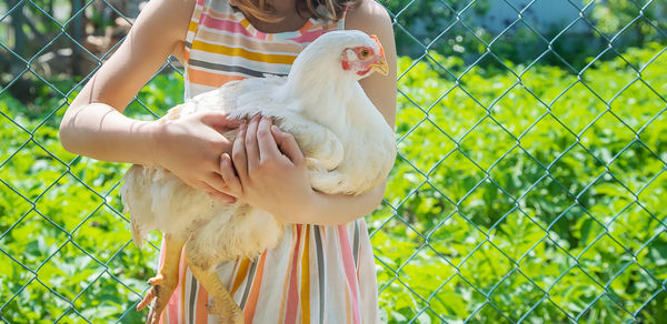 Midsection of girl with hen standing against net