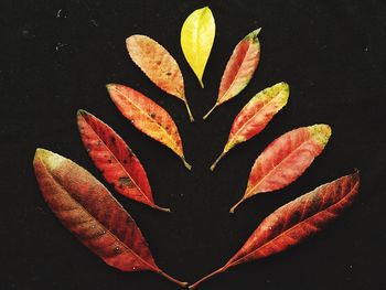 Close-up of leaf on black background