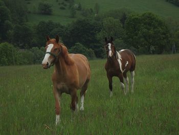 Horses in a field